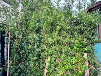 Foto Casa com 4 Dormitórios