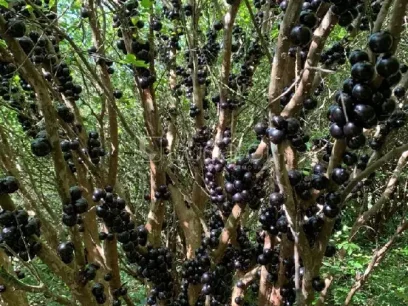 Área - Miniatura - Lunardi Imóveis