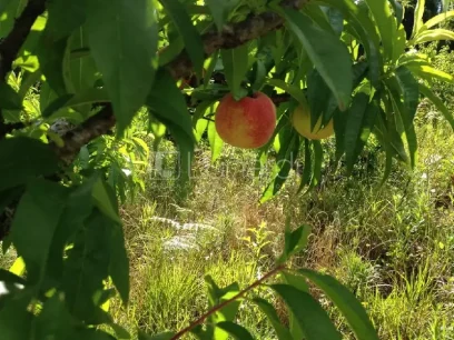 Área - Miniatura - Lunardi Imóveis