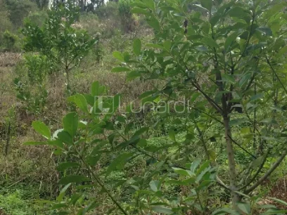 Área - Miniatura - Lunardi Imóveis