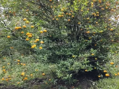 Área - Miniatura - Lunardi Imóveis