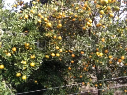 Área - Miniatura - Lunardi Imóveis