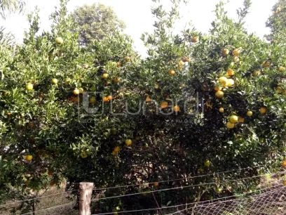 Área - Miniatura - Lunardi Imóveis